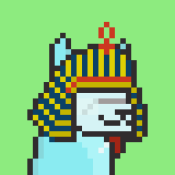 Aptos Alpha Alpacas #809